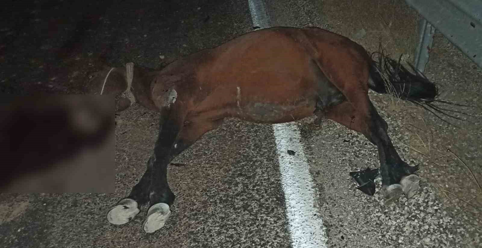 Aracın çarptığı at telef oldu