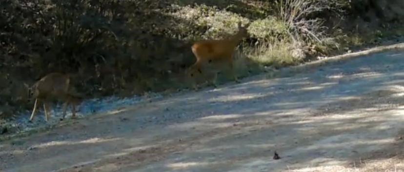 Avını taşıyan kurt fotokapanda
