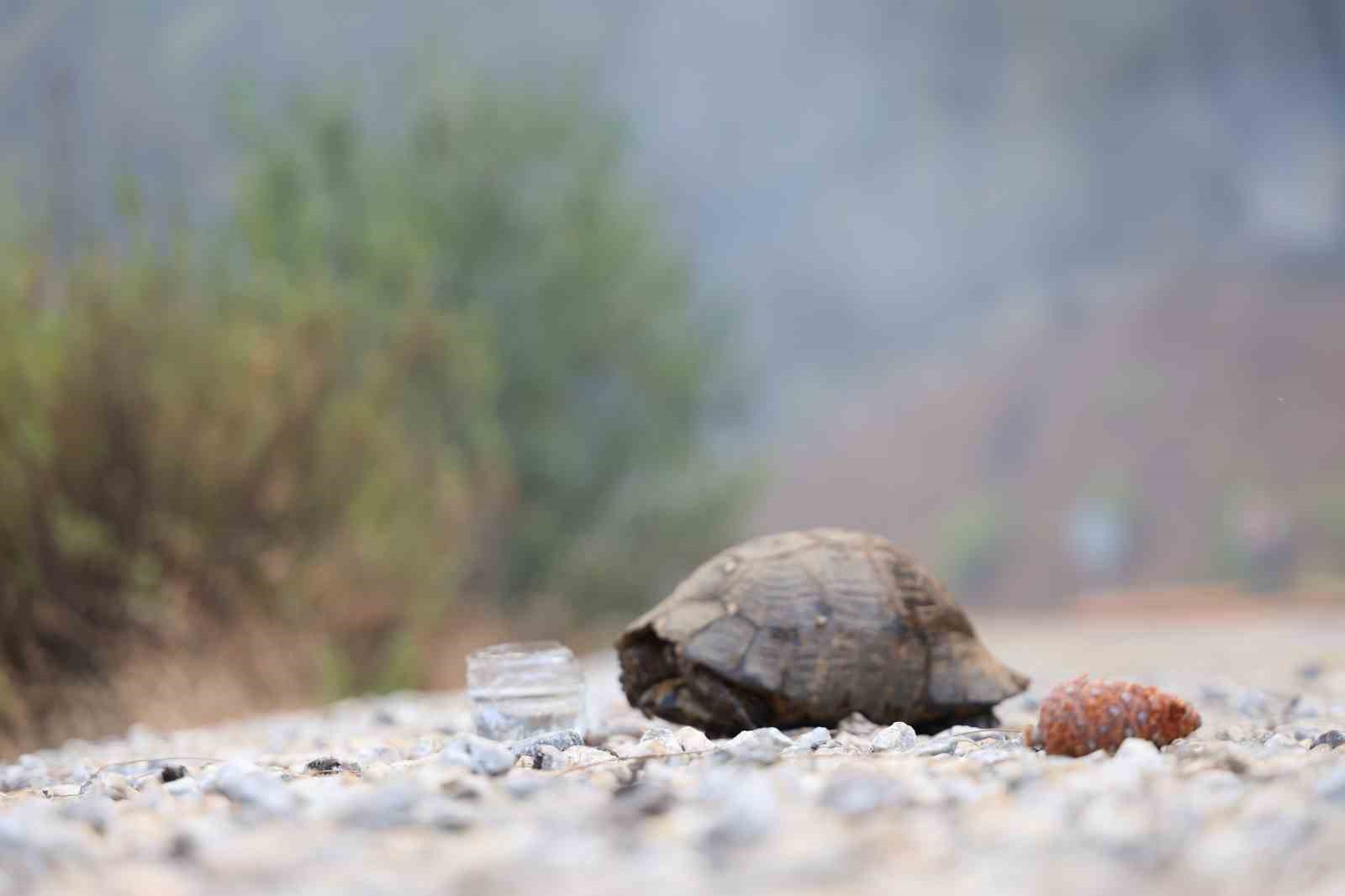 Köyceğiz’de dağ taş yandı, yangından kurtulan hayvanlar ateşsiz alan aradı