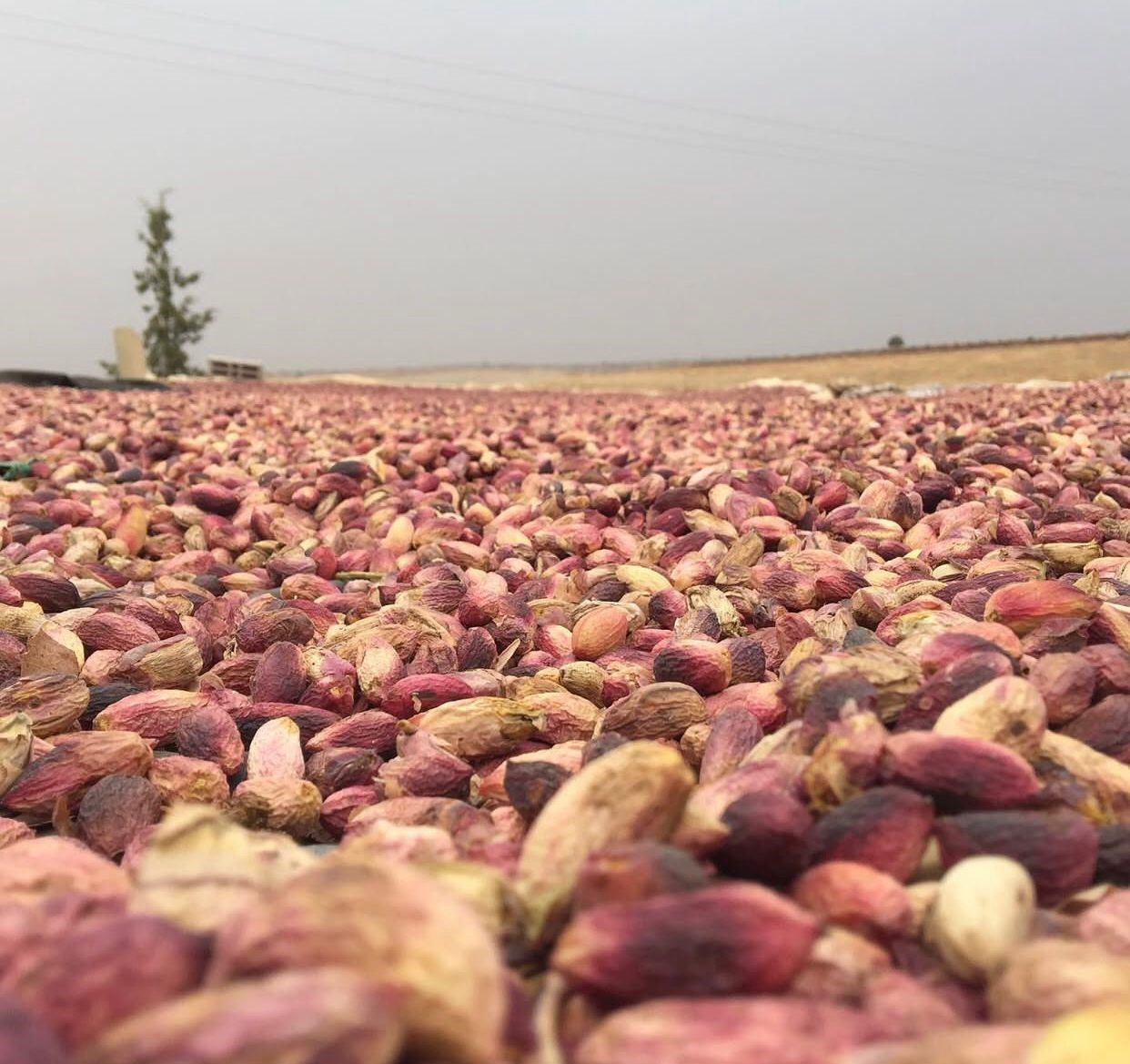 Fıstıkta rekolte d&uuml;şt&uuml;
