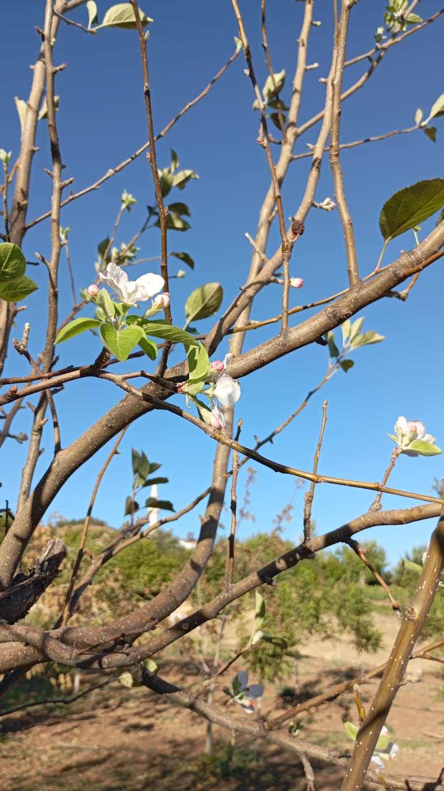 Elazığ&rsquo;da elma ağacı &ccedil;i&ccedil;ek a&ccedil;tı
