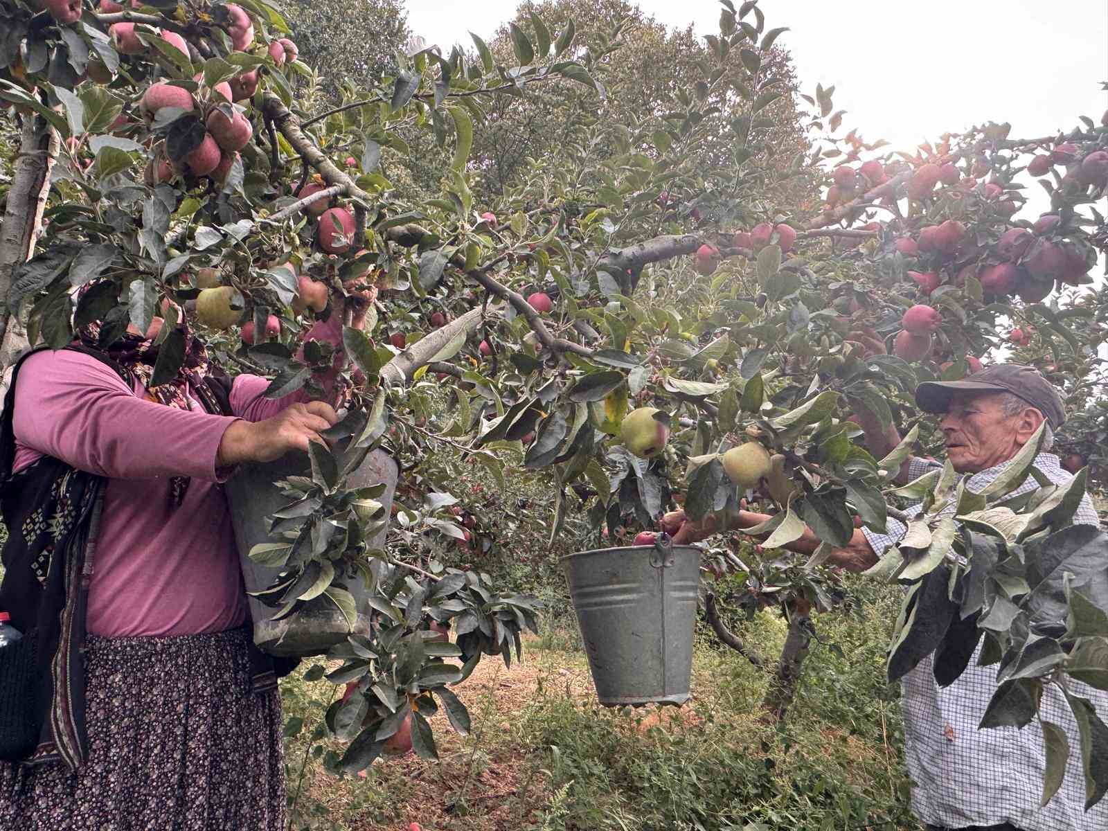 Yalova’da Dereköy elması üreticisinin yüzünü güldürdü