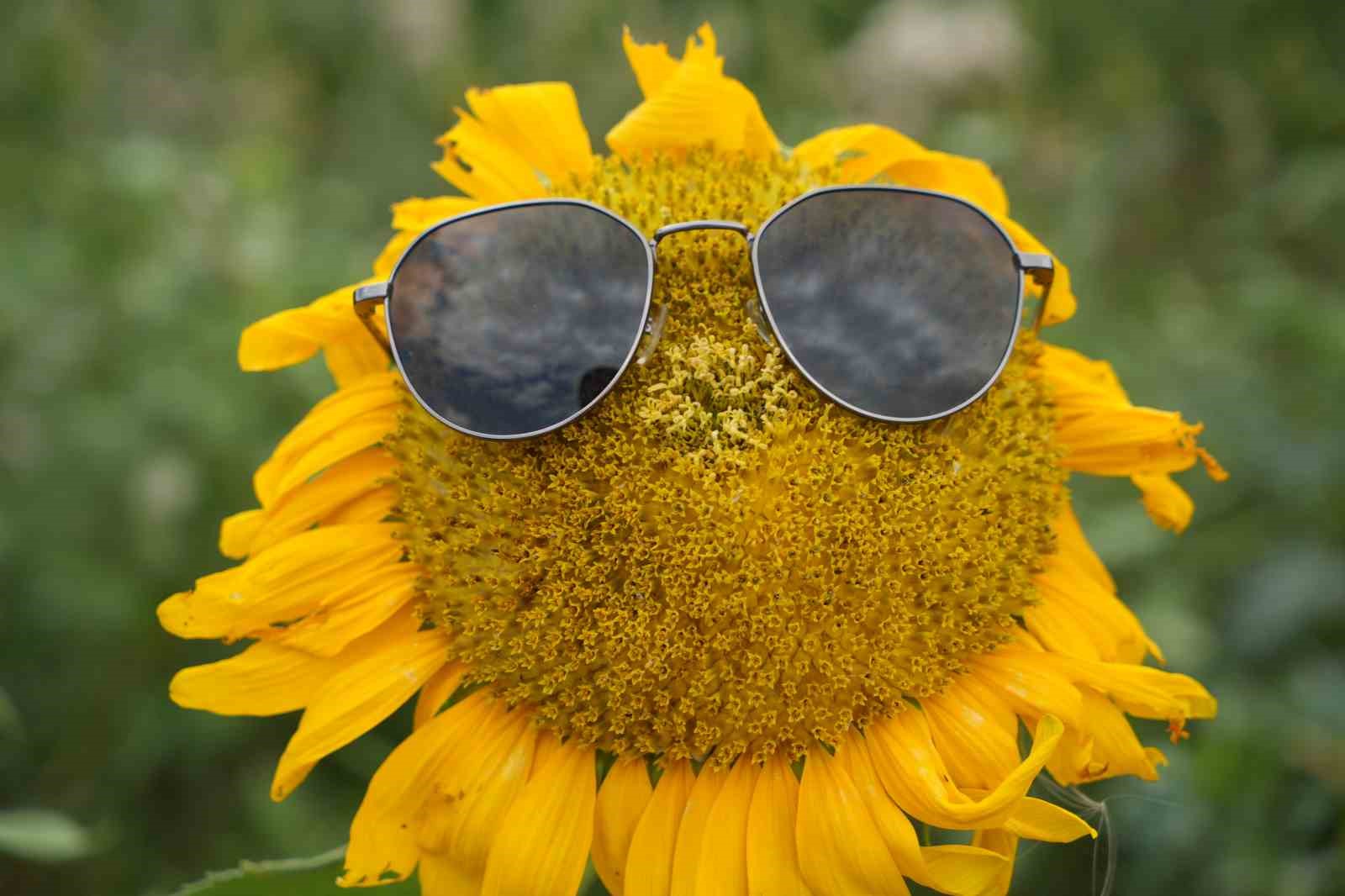 Sarının her tonu ile güneşi kıskandıran ayçiçeği tarlaları göz kamaştırıyor