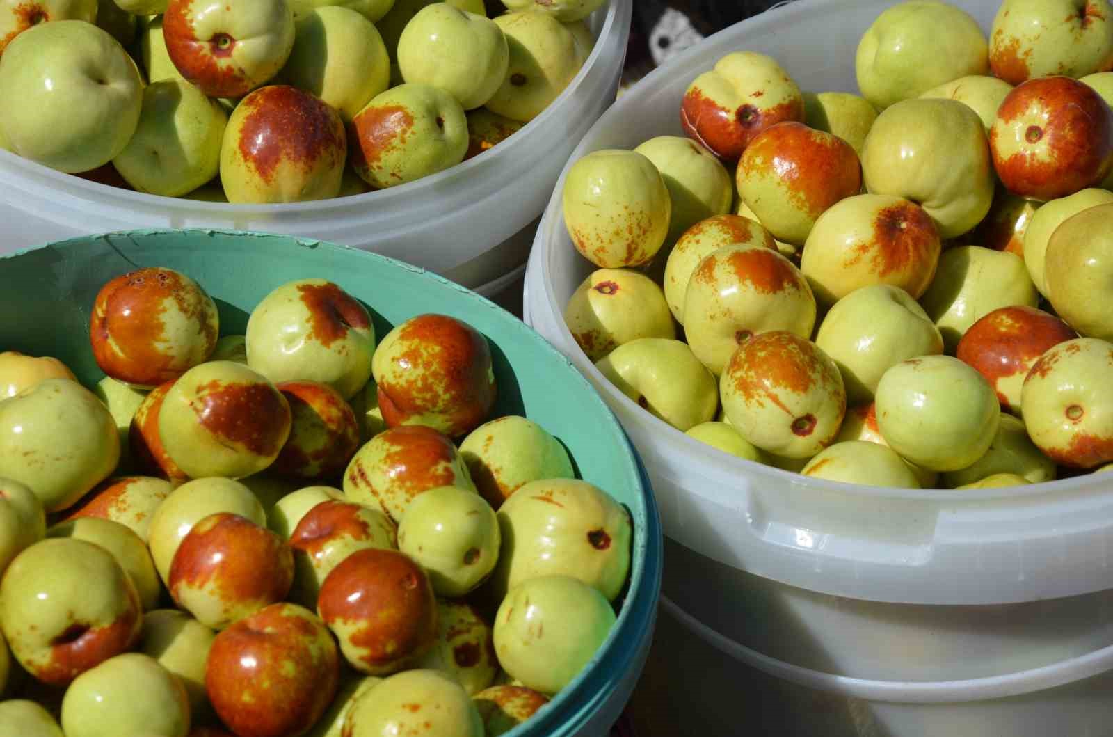 Demirci’de taze iri hünnap meyvesinin hasadı başladı