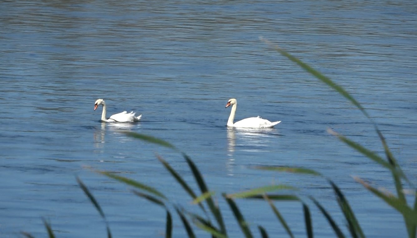 Kızılırmak’ta kuğuların dansı görsel şölen oluşturdu
