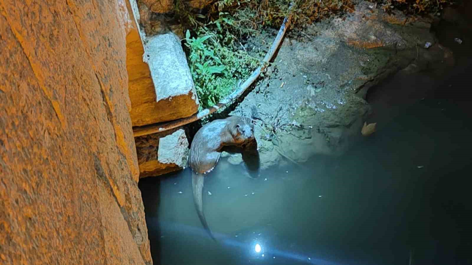 Bozkır’da su samurları yeniden görüldü