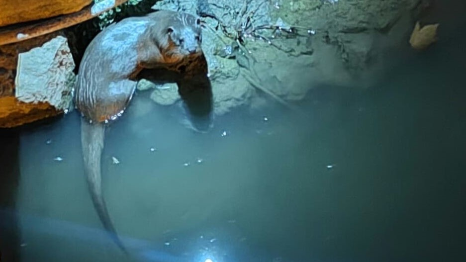 Bozkır’da su samurları yeniden görüldü