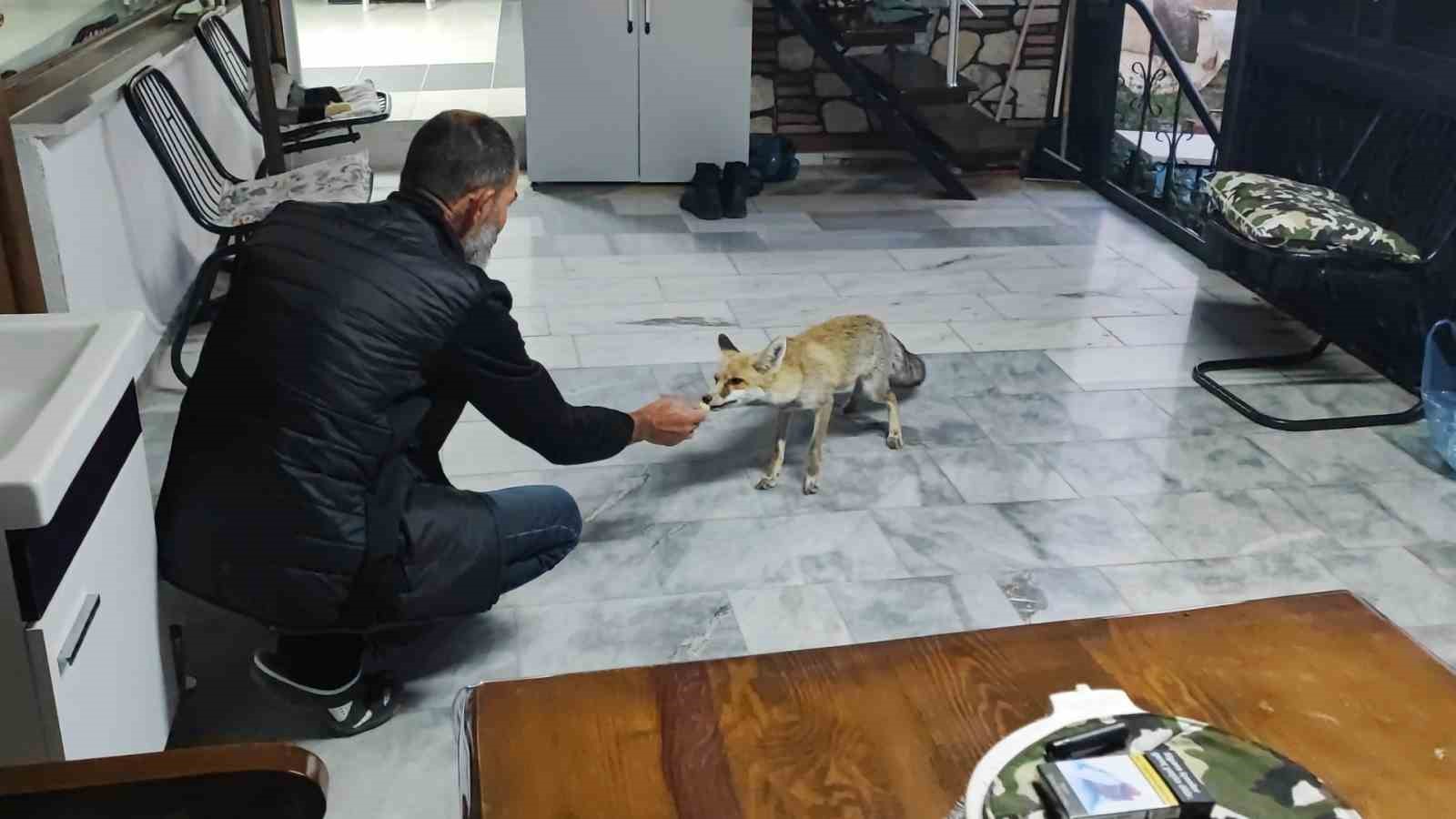 Hane halkı gibi davranıyor, tilkinin dostluğu gülümsetiyor