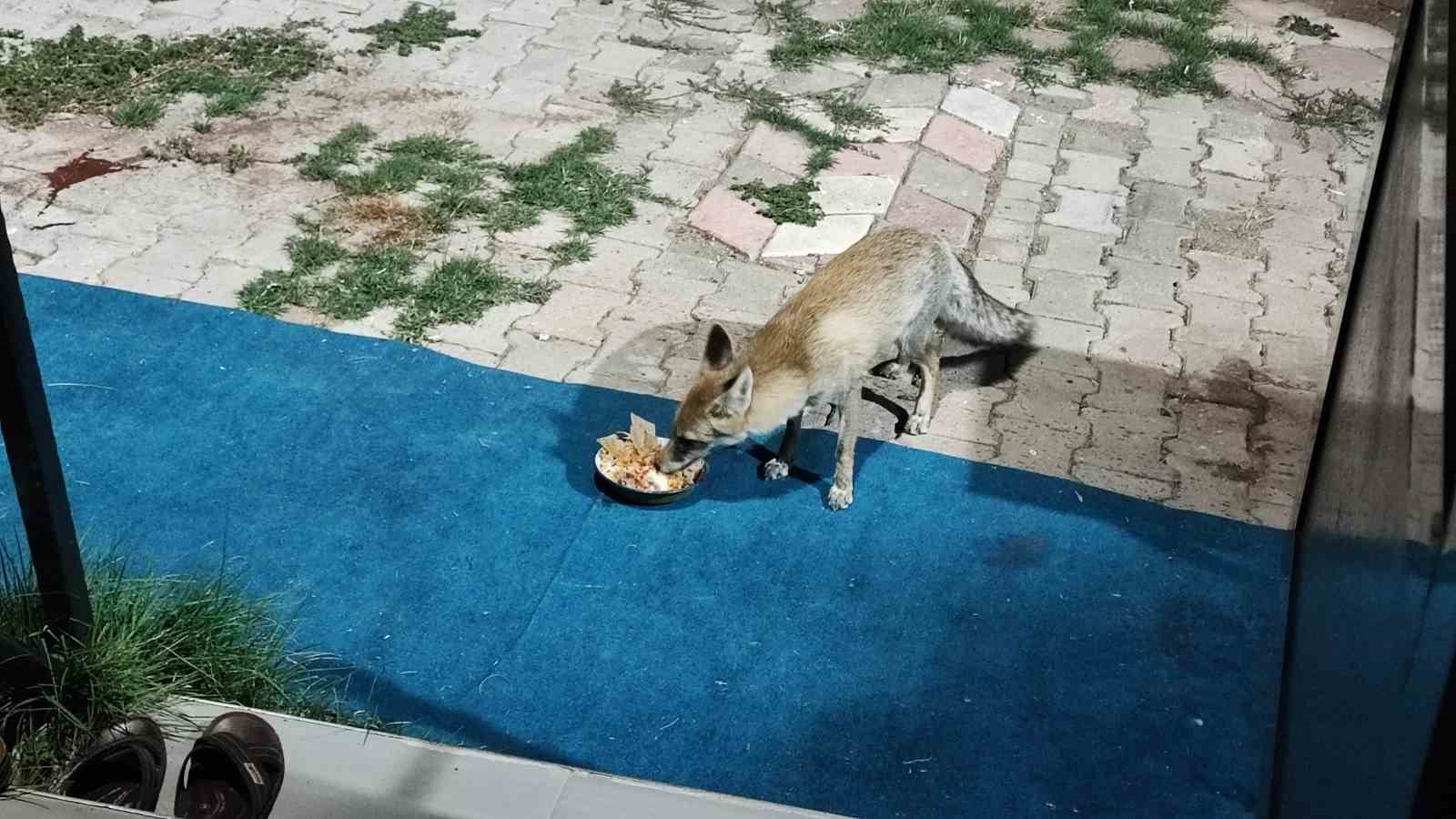 Hane halkı gibi davranıyor, tilkinin dostluğu gülümsetiyor
