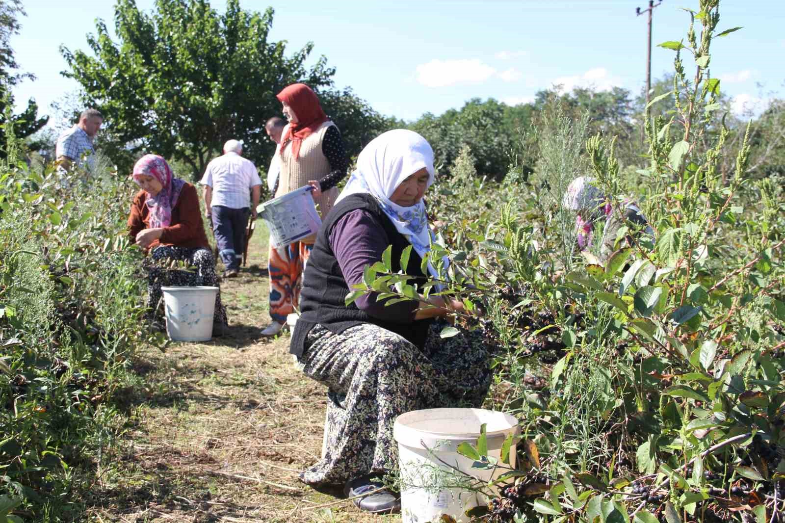 Küçük taneli büyük şifa: Aronya hasadı başladı