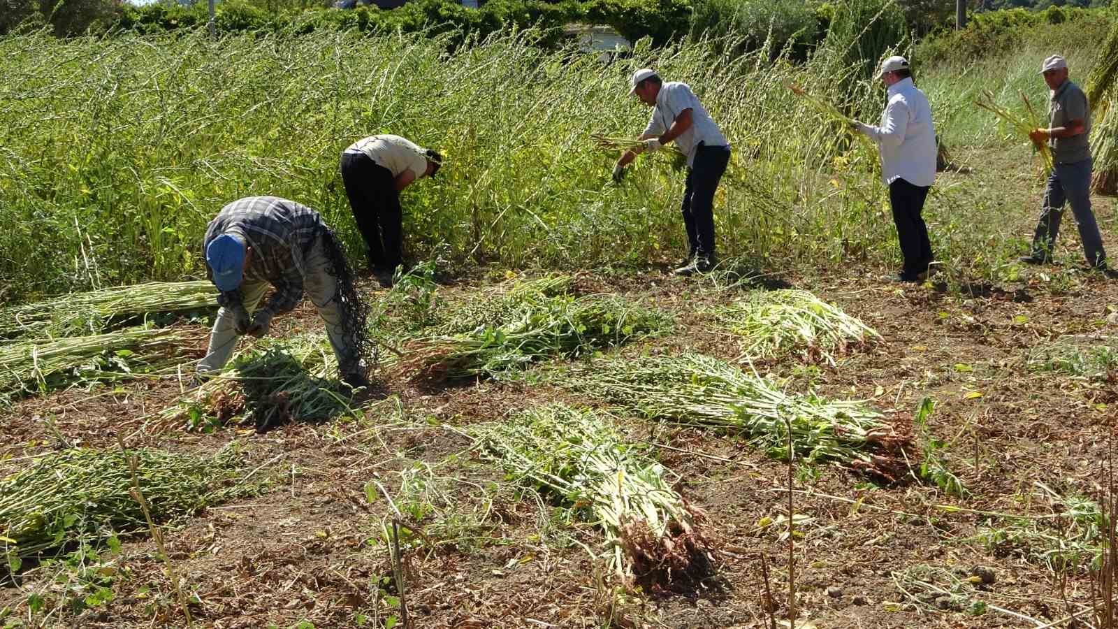 Antalya’da altın susamda hasat başladı
