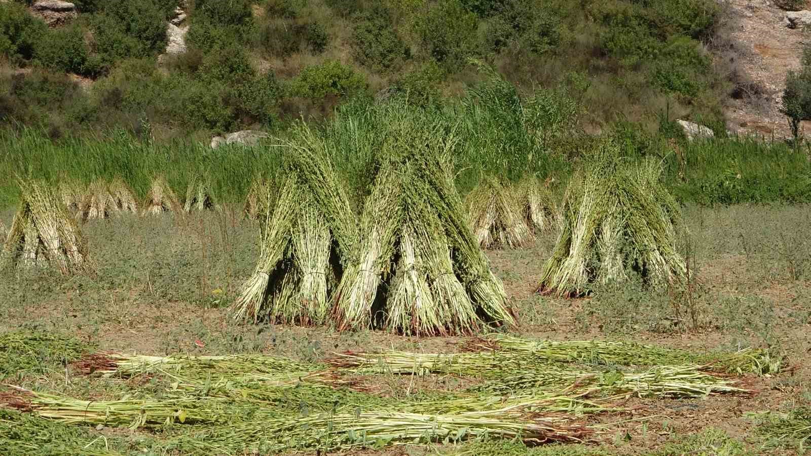 Antalya&rsquo;da altın susamda hasat başladı
