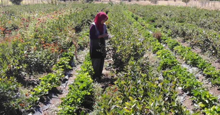 Şifa bulduğu meyvenin &uuml;retimi i&ccedil;in şehir değiştirdi, 2009 fidanla şifa dağıtacak
