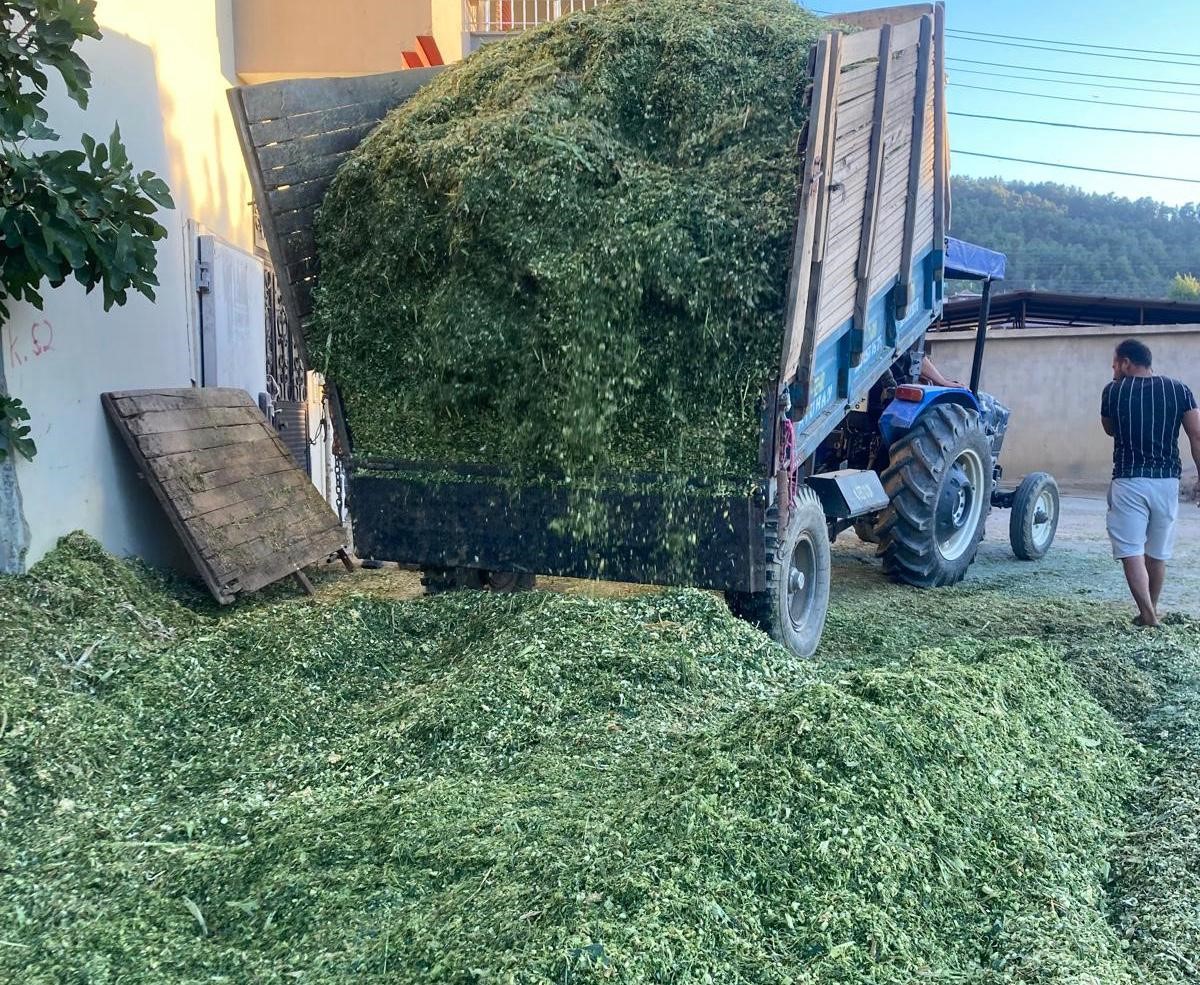 Besiciler mısır slaj yem yapımına başladı