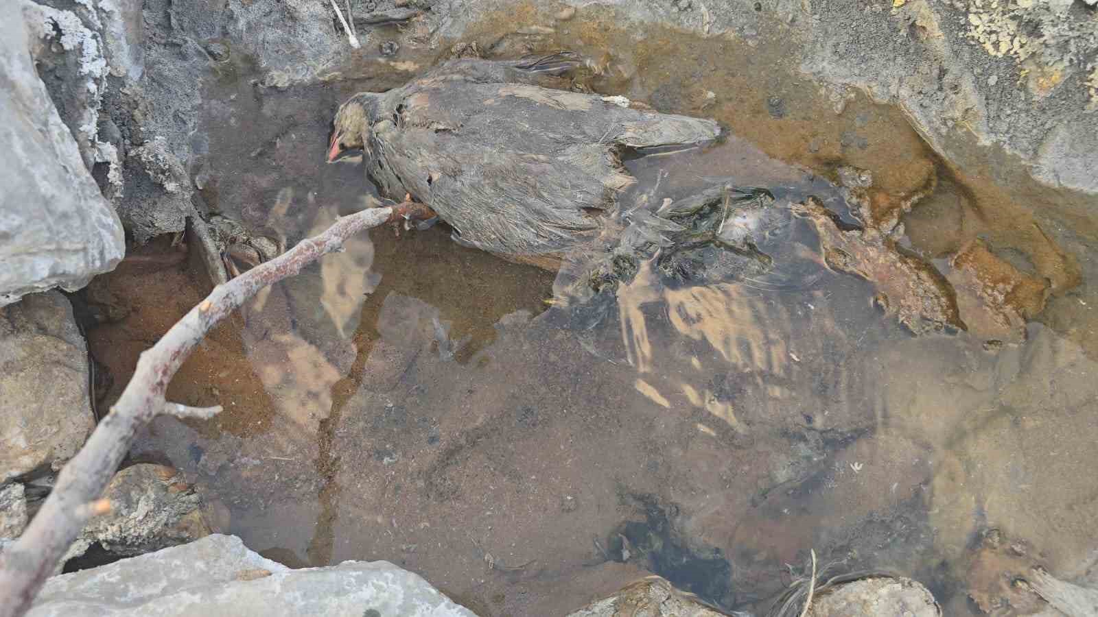 Hakkari’de gizemli kükürt vadisi: İnsanlara şifa, hayvanlara ölüm