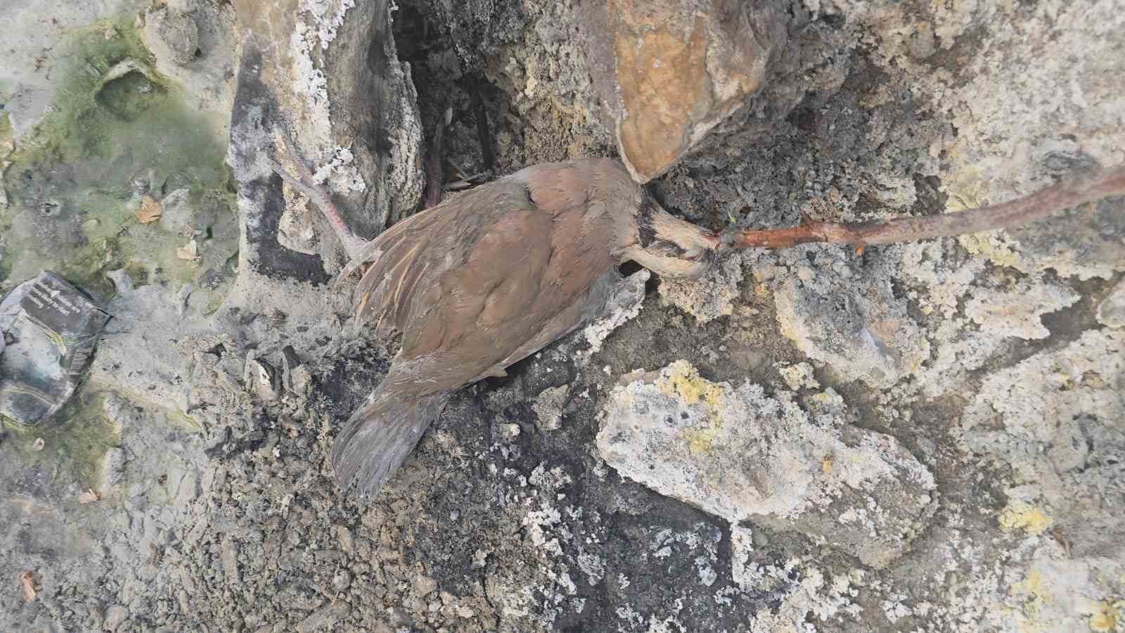 Hakkari’de gizemli kükürt vadisi: İnsanlara şifa, hayvanlara ölüm