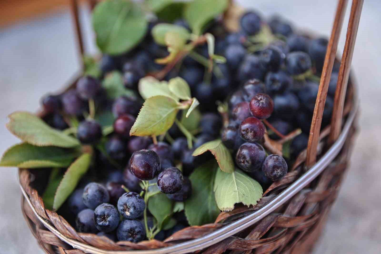 Antalya&rsquo;da aronya ve b&ouml;ğ&uuml;rtlen hasadı bereketi
