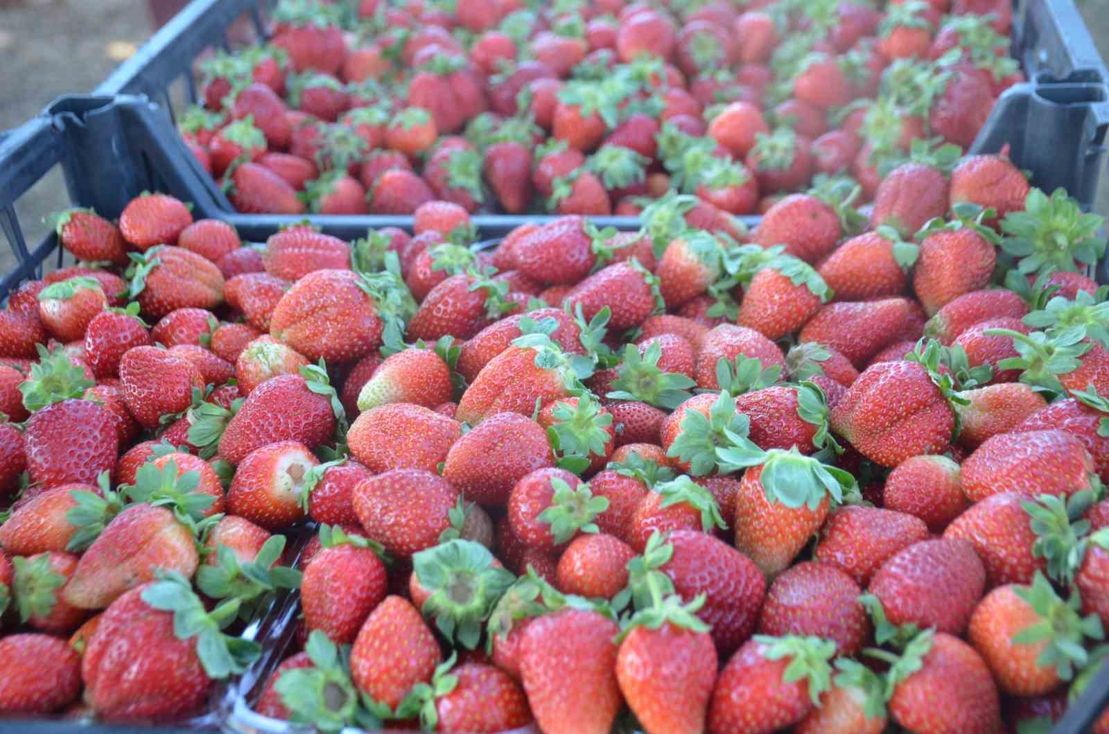 25 yıl yaptıkları işi yürütemediler, son çare olarak bunu buldular
