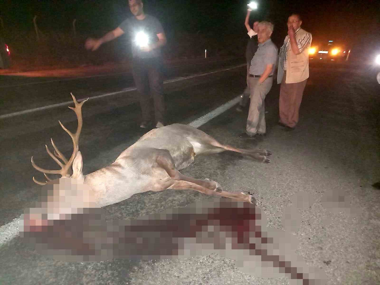 Domaniç’te yaralı geyik ekiplere teslim edildi