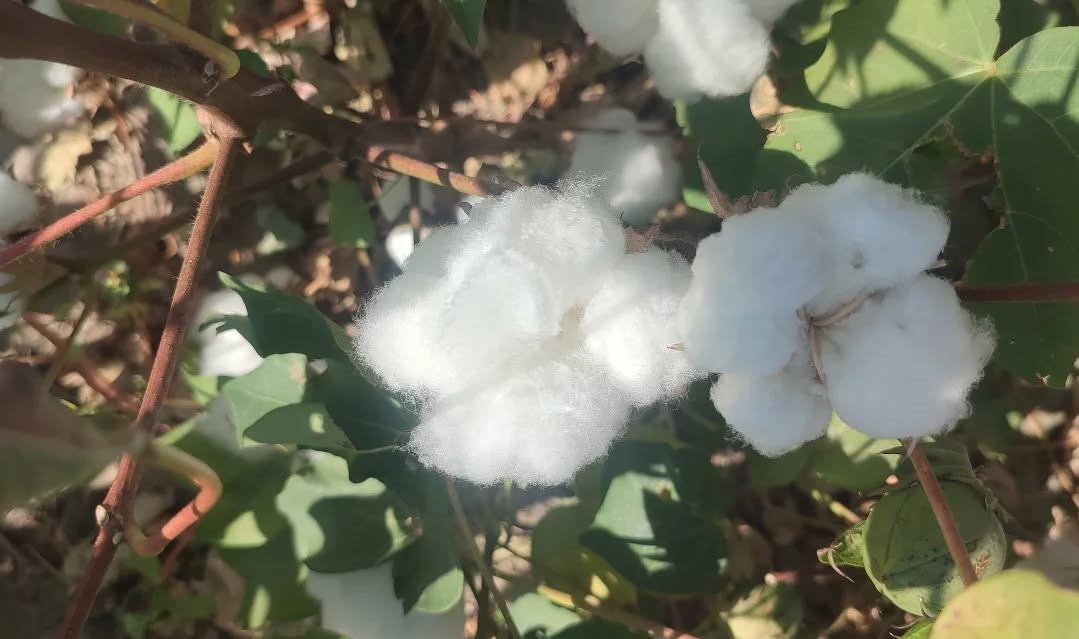 Aydın&rsquo;da pamuk tarlalarına inceleme
