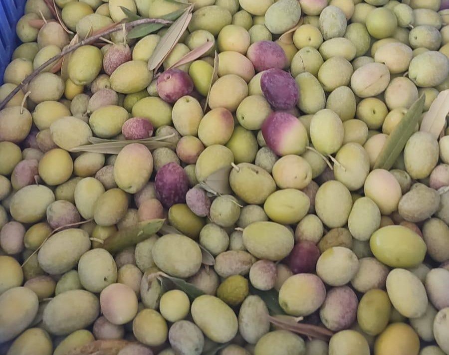 Salihli’de üreticiler zeytin sineğine karşı son kez uyarıldı