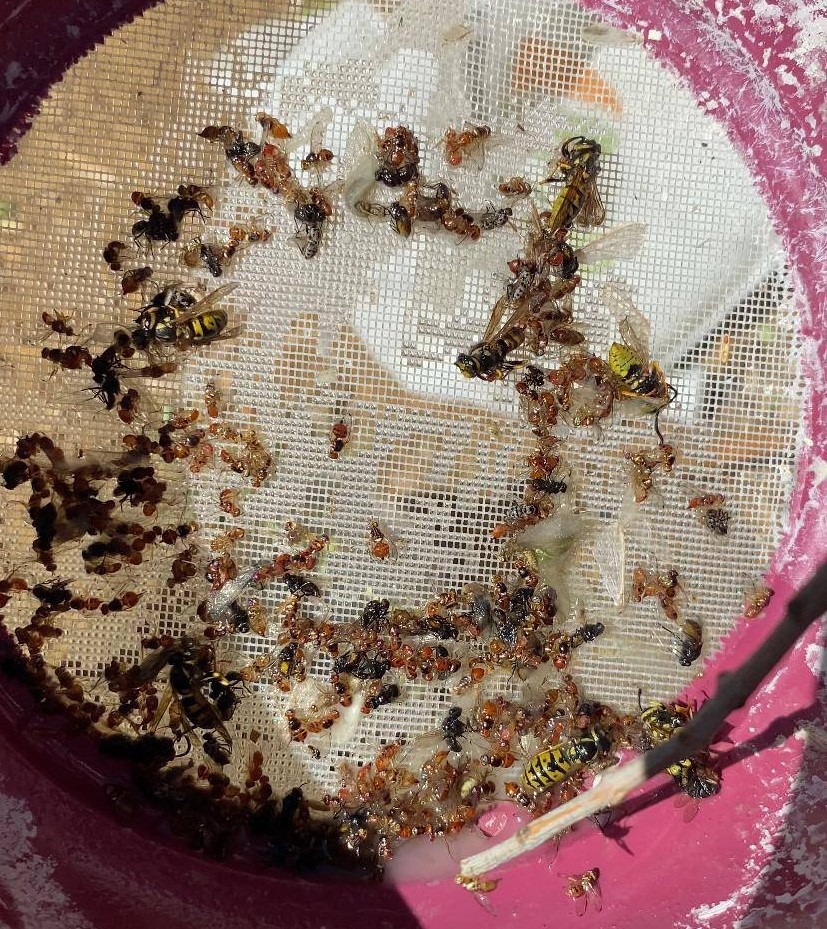 Salihli&rsquo;de &uuml;reticiler zeytin sineğine karşı son kez uyarıldı
