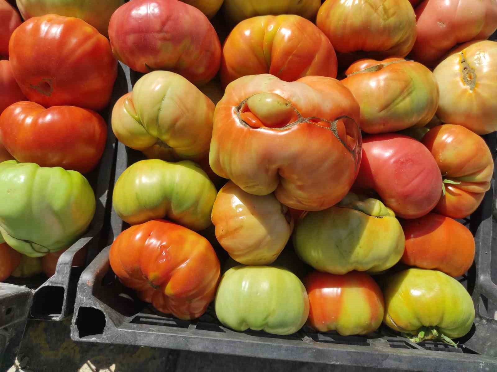 Sason’un yüksek yaylalarında organik domates üretimi