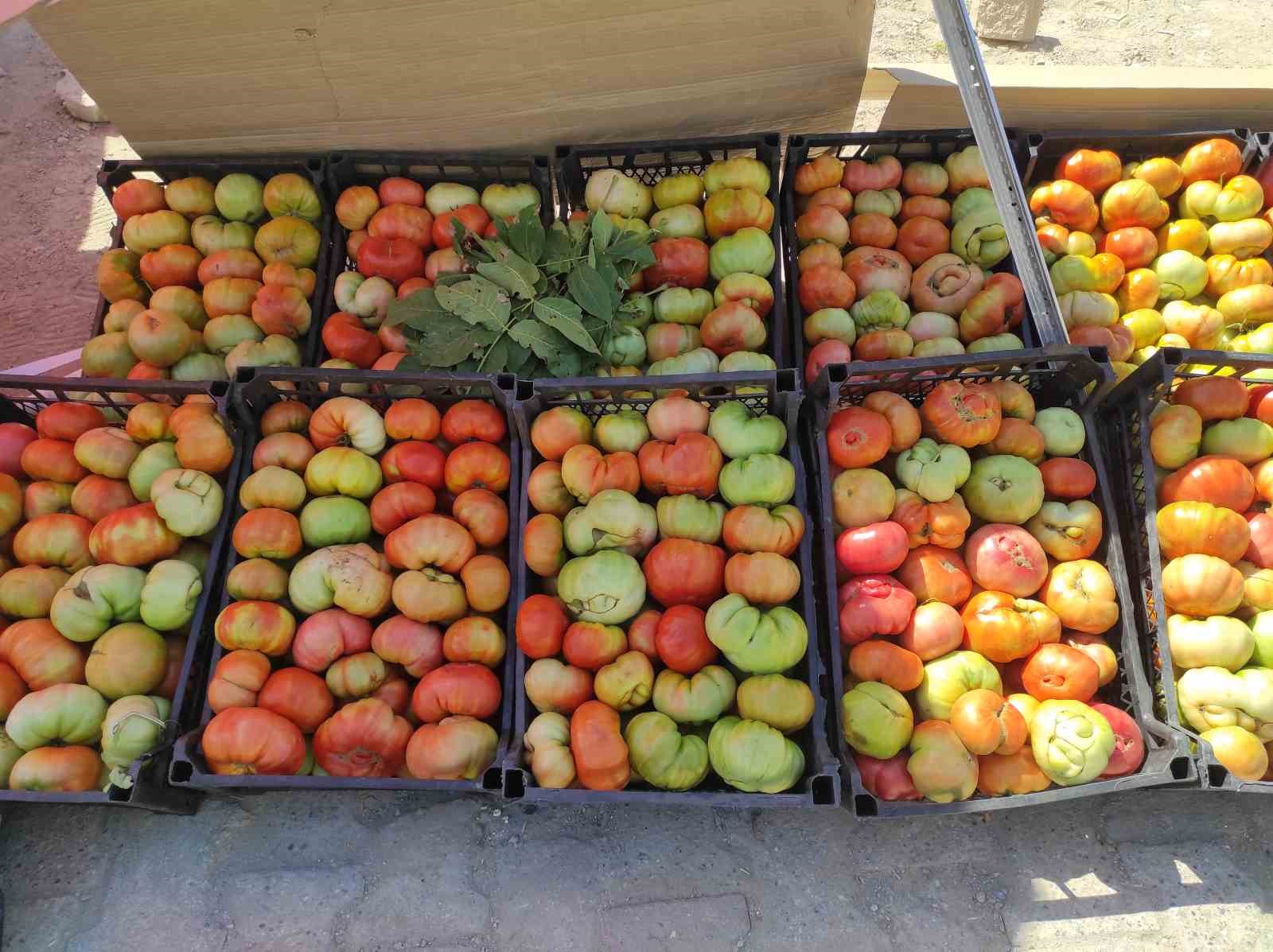 Sason&rsquo;un y&uuml;ksek yaylalarında organik domates &uuml;retimi
