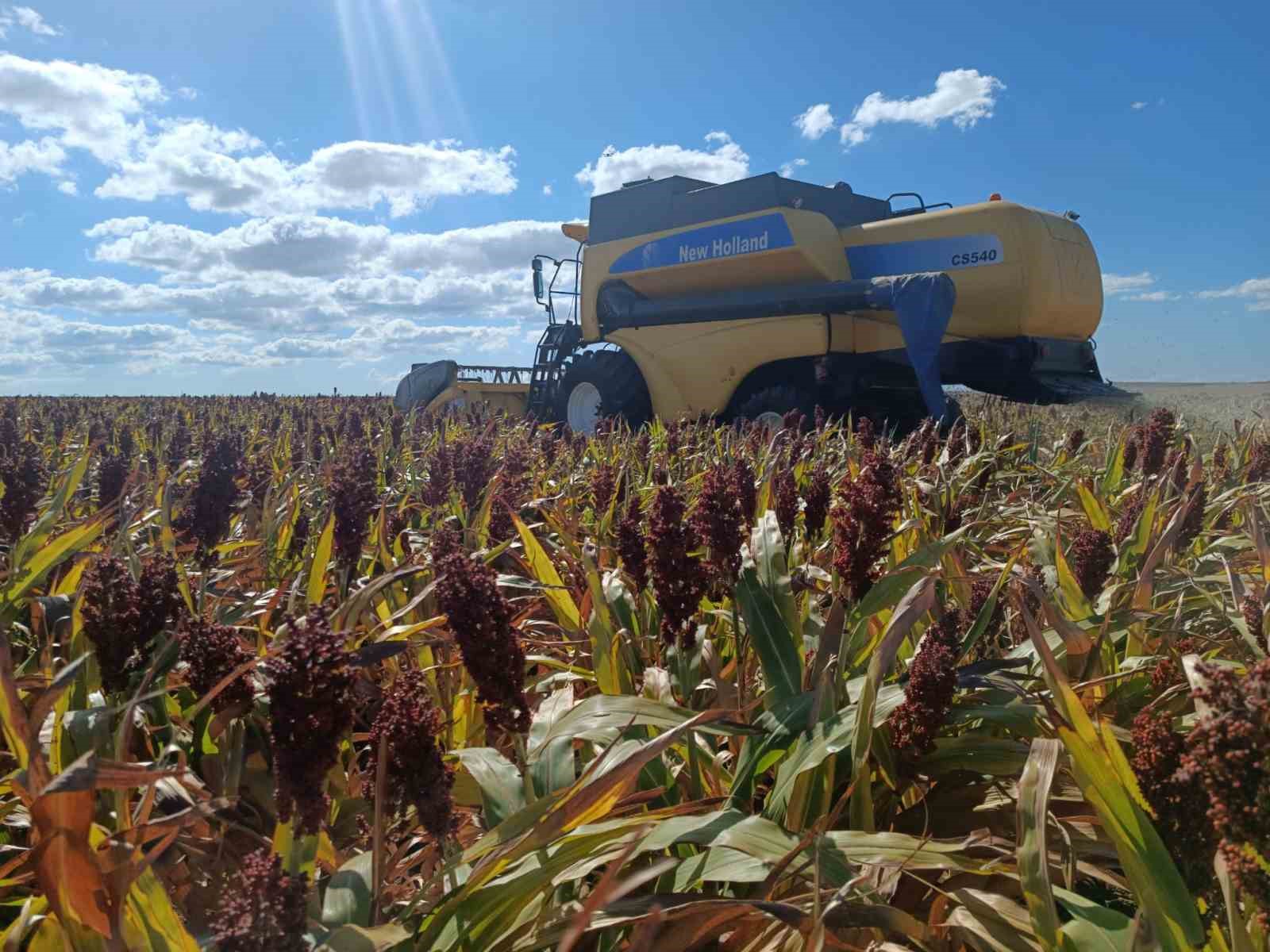 Sorgumla kuraklığa karşı Tekirdağ çiftçisinin umudu
