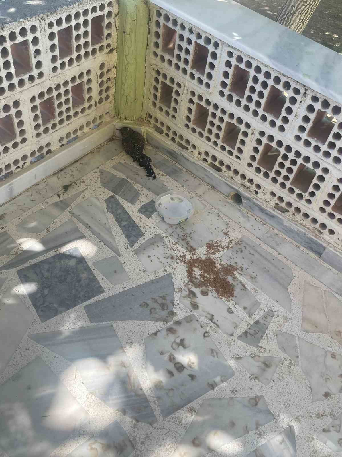 Kulu’da yaralı ebabil kuşuna şefkat eli