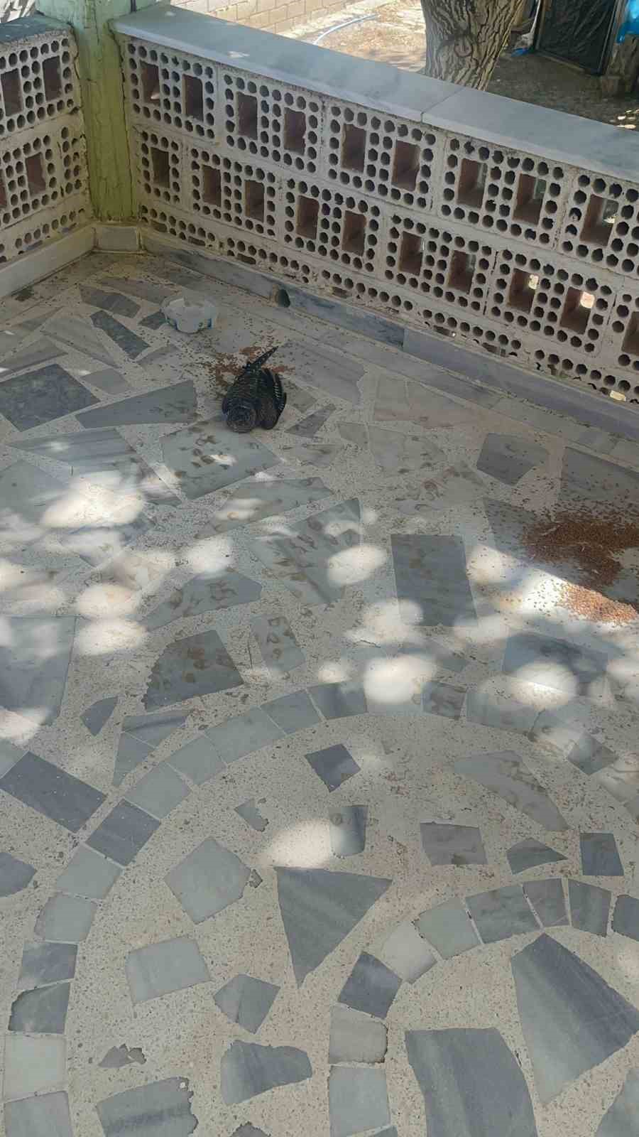 Kulu&rsquo;da yaralı ebabil kuşuna şefkat eli
