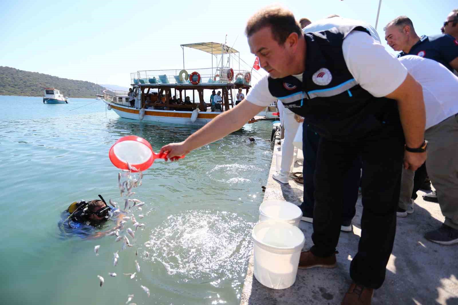 Milas Boğaziçi&rsquo;ne 150 bin çipura ve 10 bin levrek yavrusu bırakıldı