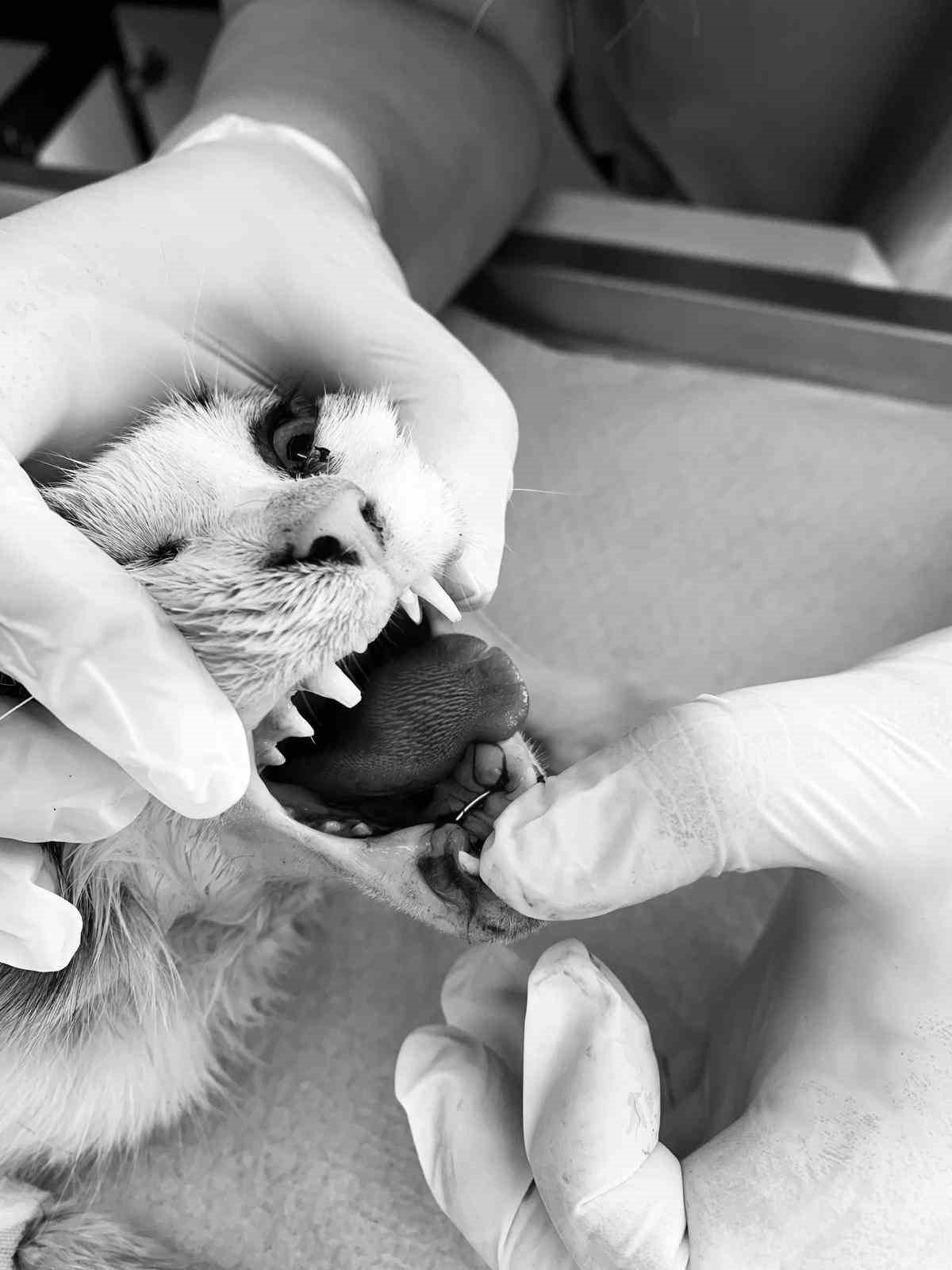 Alanya&rsquo;da yaralı kediye &ccedil;ene ameliyatı
