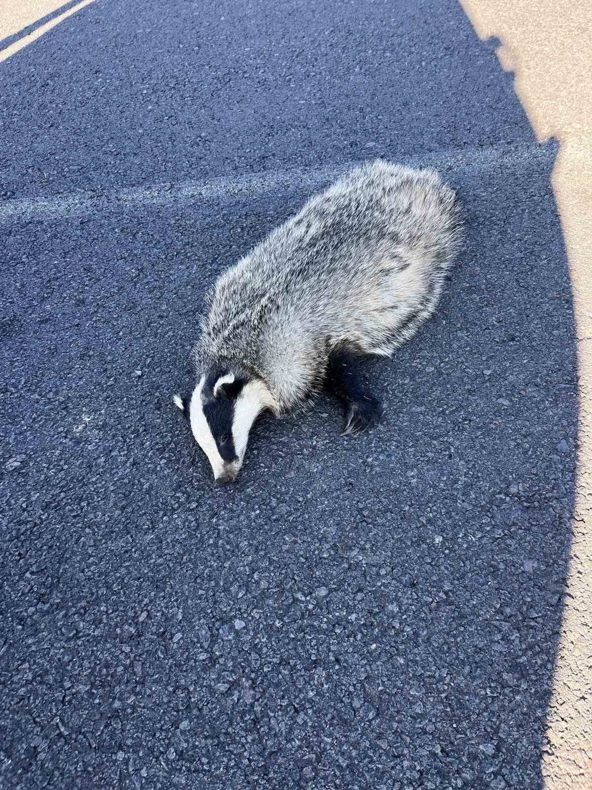Akyaka’da aracın çarptığı porsuk telef oldu