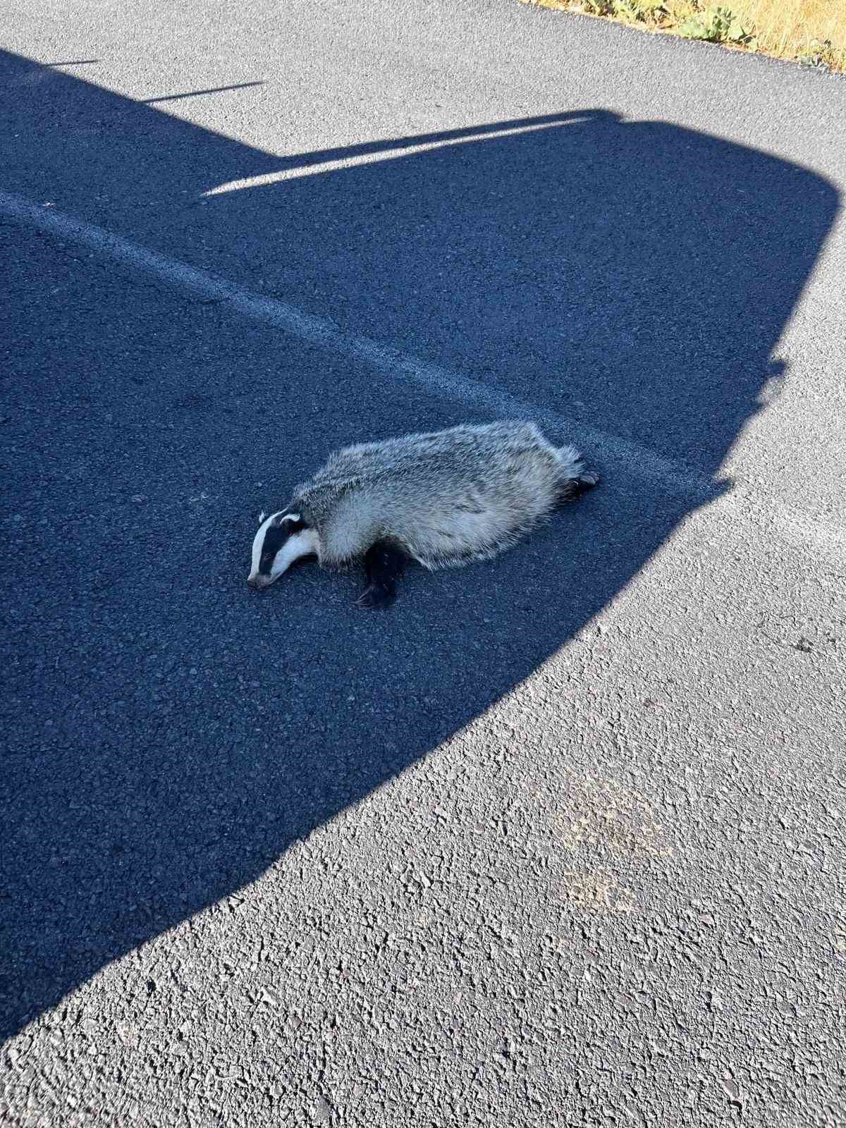 Akyaka’da aracın çarptığı porsuk telef oldu