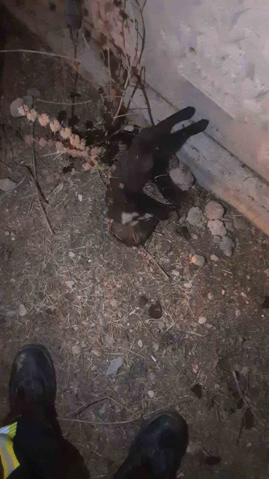 Mahalledeki elektrik kesintisinin sebebi sansar &ccedil;ıktı
