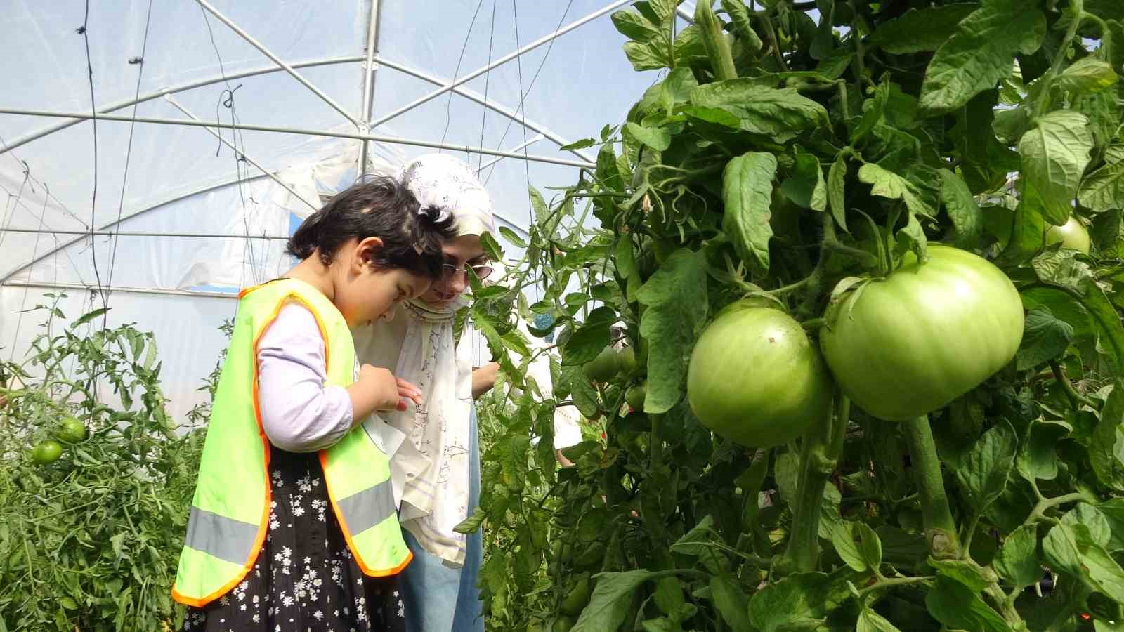 Bayburt’ta özel öğrenciler serada organik sebze hasadı yaptı