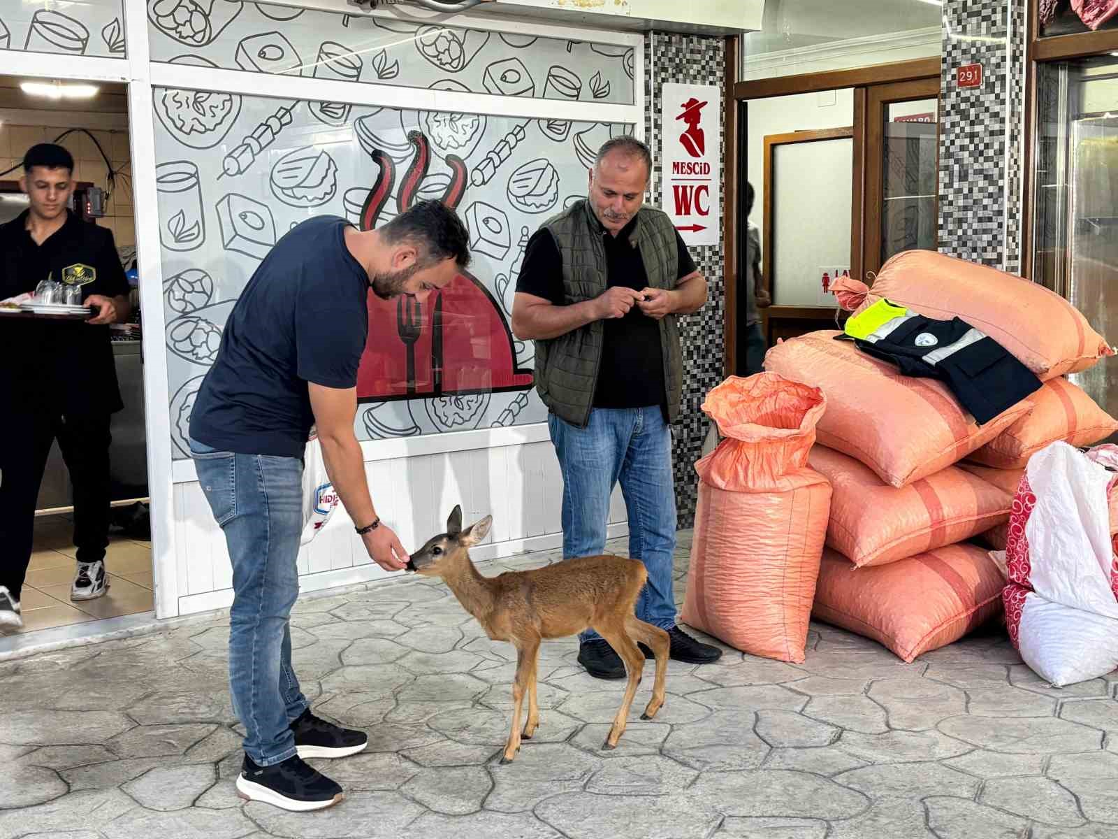 Trabzon&rsquo;un sevimli karacası &lsquo;Pınar&rsquo; sığındığı işletmenin maskotu haline geldi
