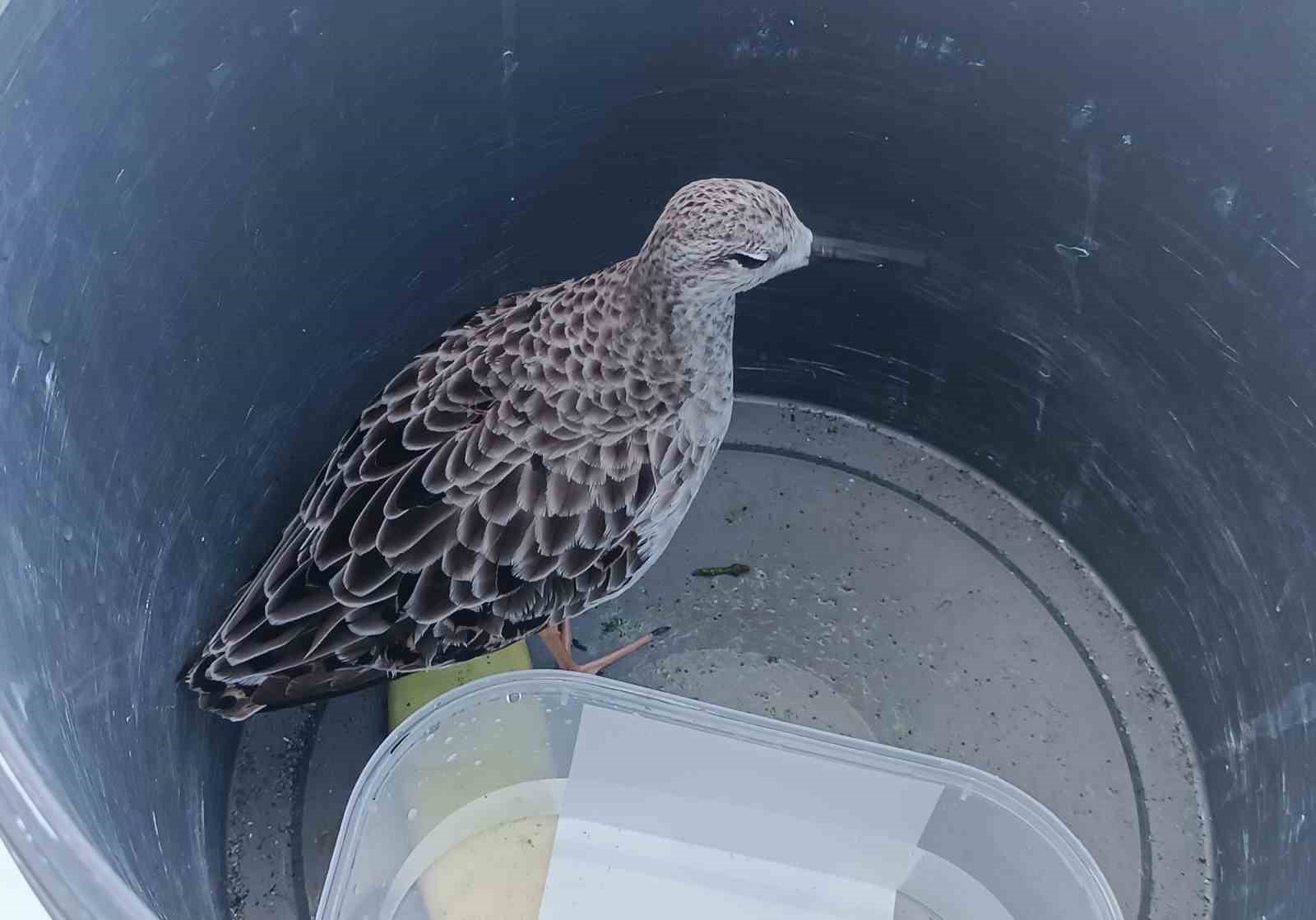 Türkiye’de nadir rastlanan kuş türü cami imamı tarafından yaralı bulundu