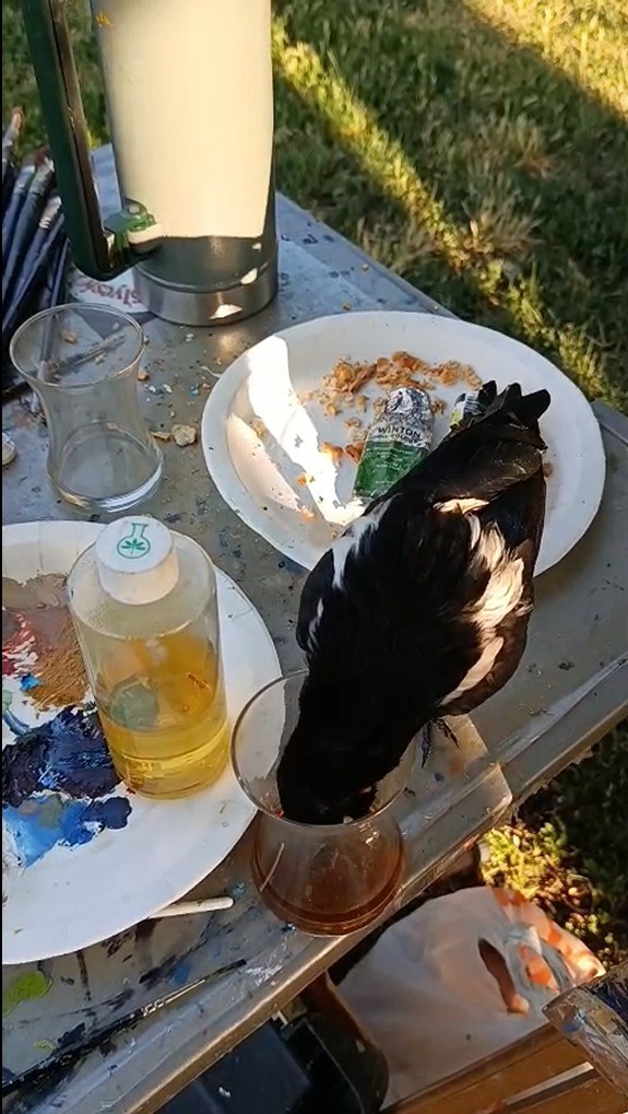 Ressamı şaşırtan karga
