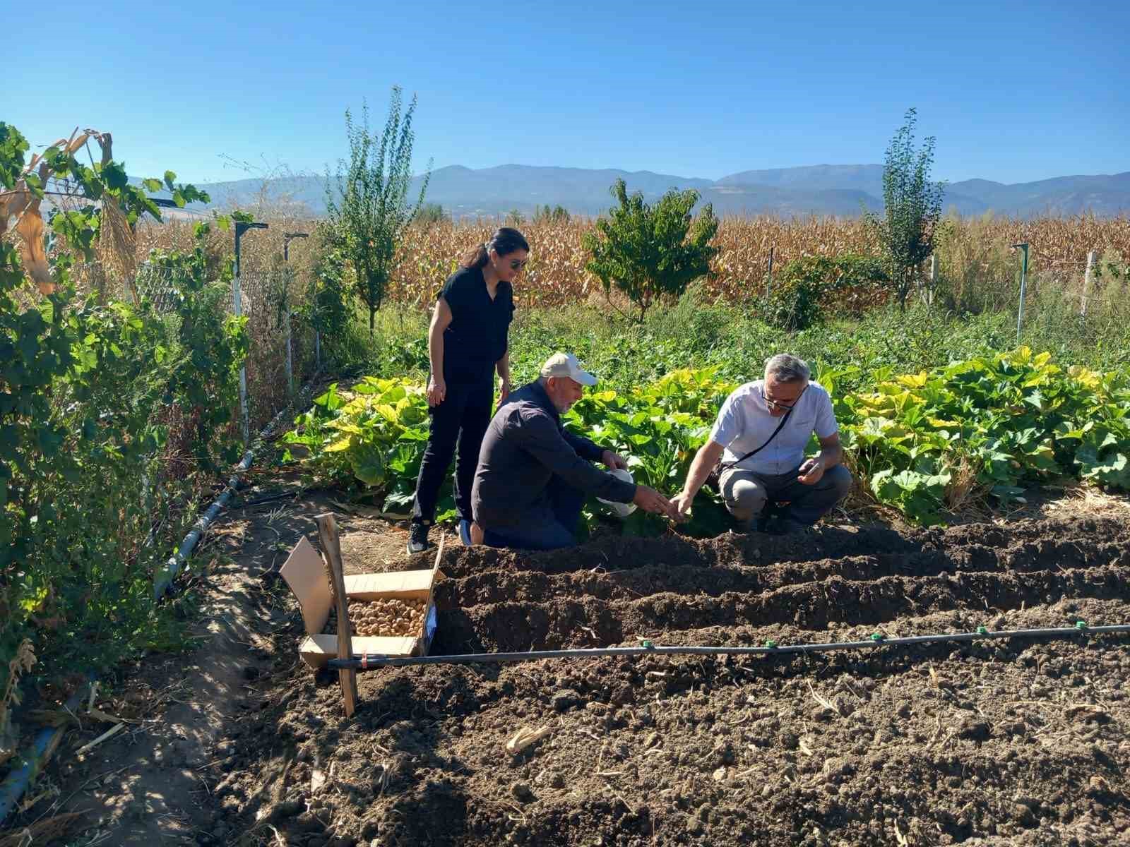 Tokat’ta salep üretimine başlanıldı