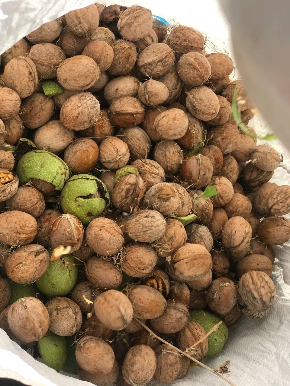 Erzincan&rsquo;da k&ouml;yl&uuml;lerin zorlu ceviz hasadı başladı
