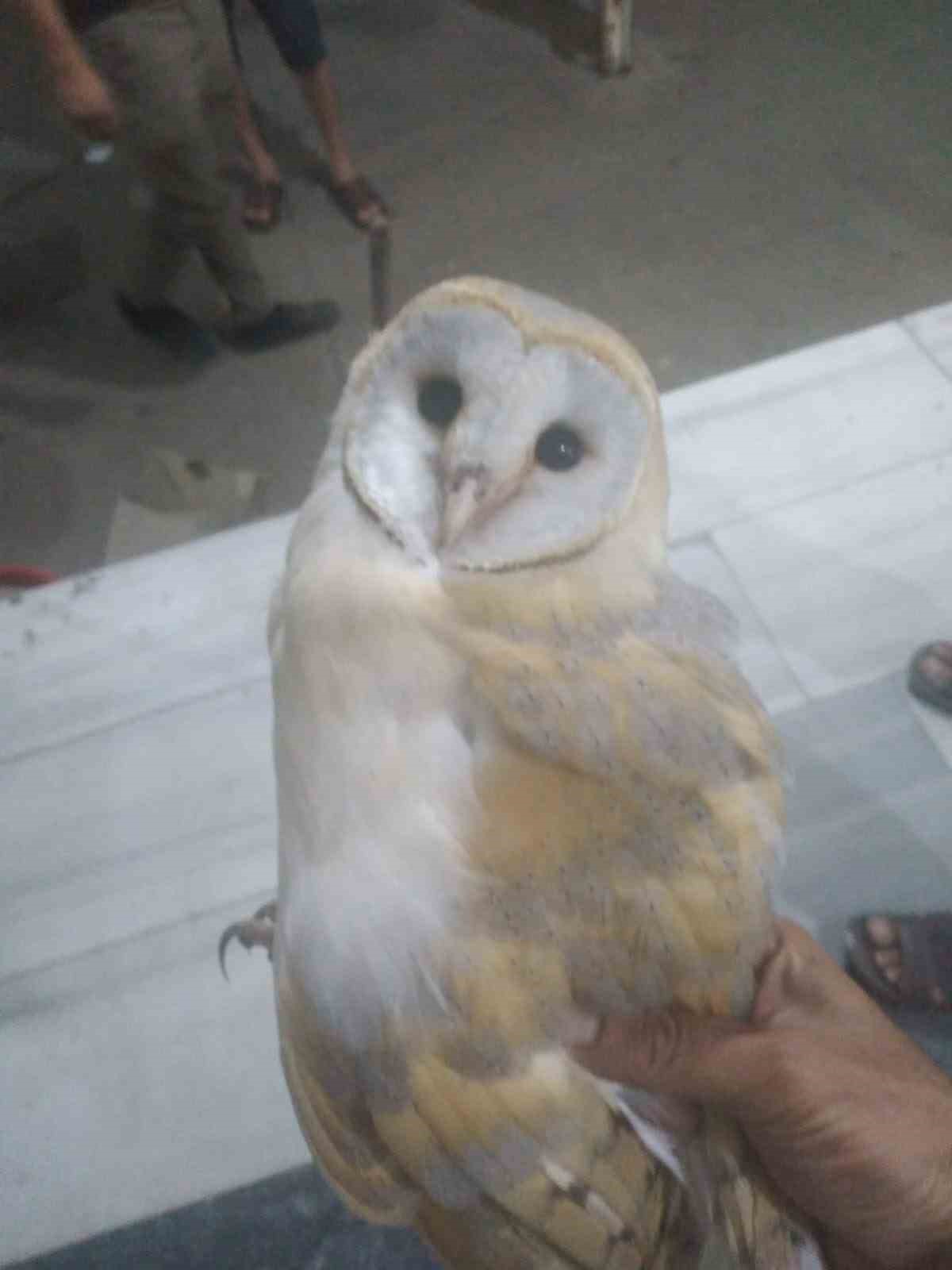 Şırnak&rsquo;ta yaban hayvanları tedavi altına alındı
