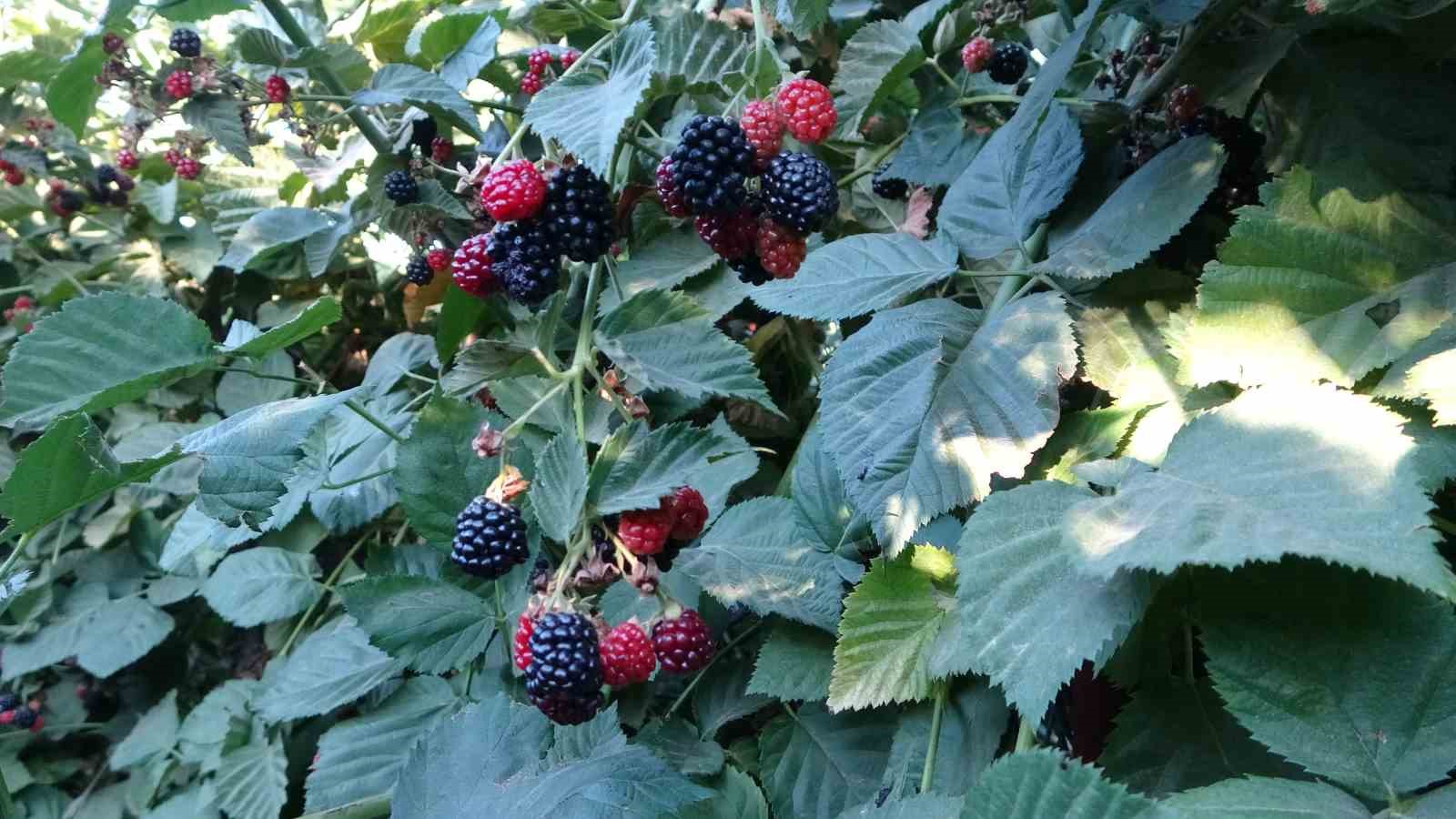 Malatya&rsquo;da bitkisel &uuml;retim &ccedil;eşitliliğinde &uuml;z&uuml;ms&uuml; meyvelerin &uuml;retimi yaygınlaşıyor
