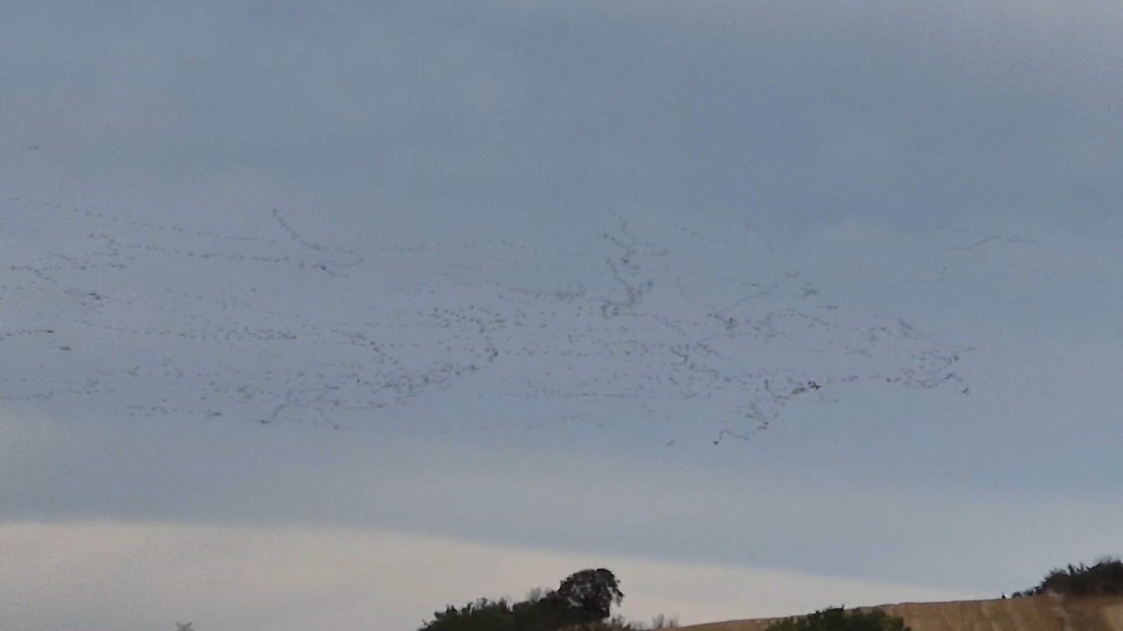Tekirdağ&rsquo;da g&ouml;ky&uuml;z&uuml;nde leylek ş&ouml;leni
