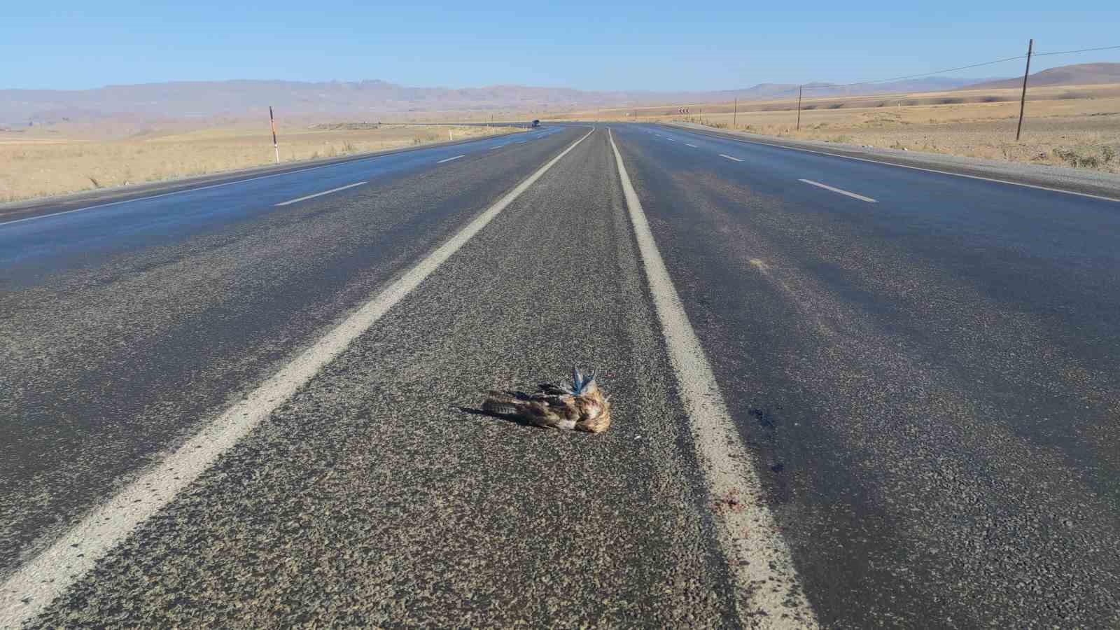 Van&rsquo;da ara&ccedil;ların &ccedil;arptığı 2 tilki, 1 kartal ve 1 tavşan telef oldu
