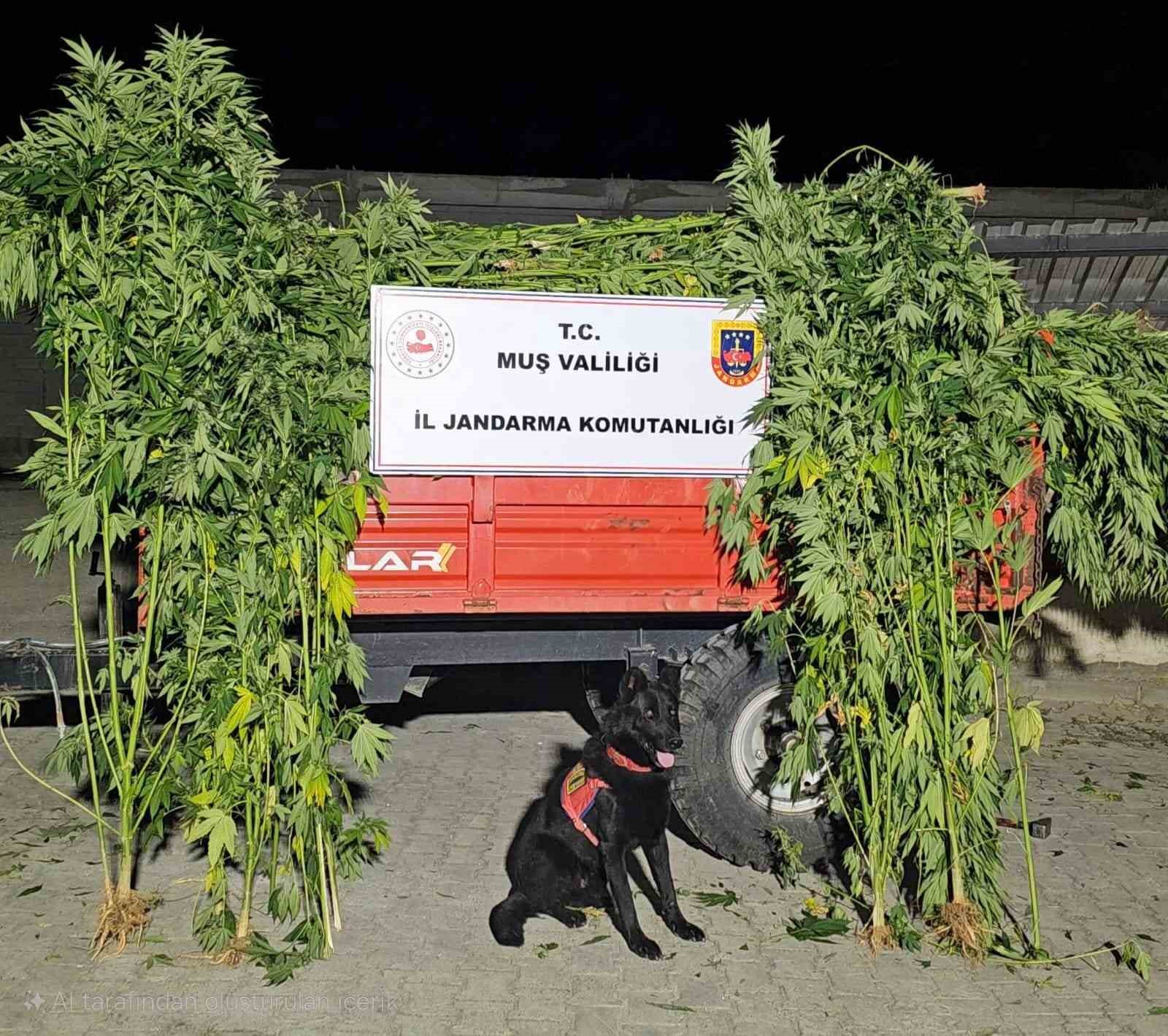 Muş’ta kenevir operasyonu: 2 gözaltı