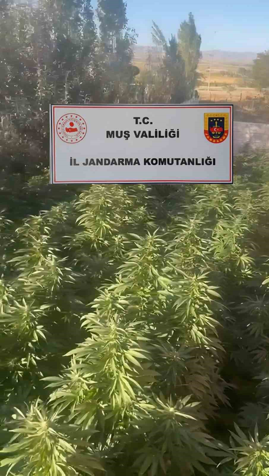 Muş&rsquo;ta kenevir operasyonu: 2 g&ouml;zaltı
