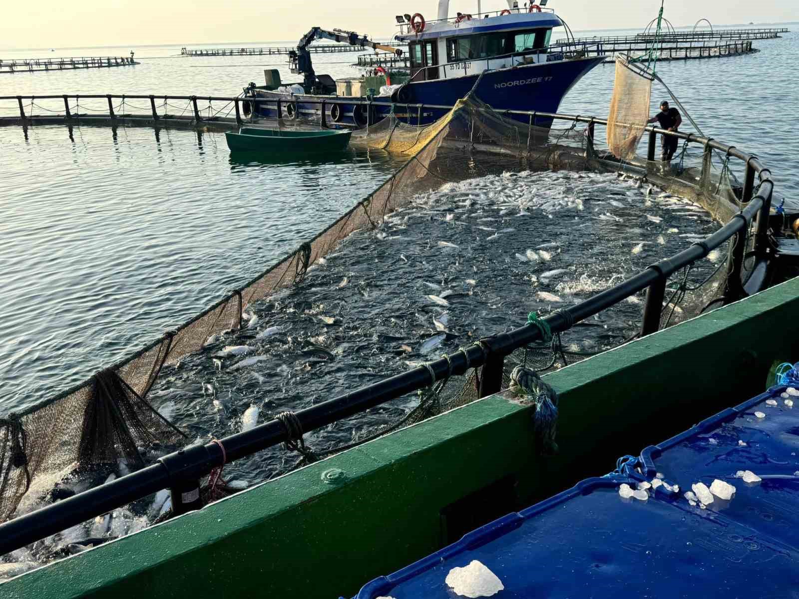 Sinop, Türk somonunda zirvede