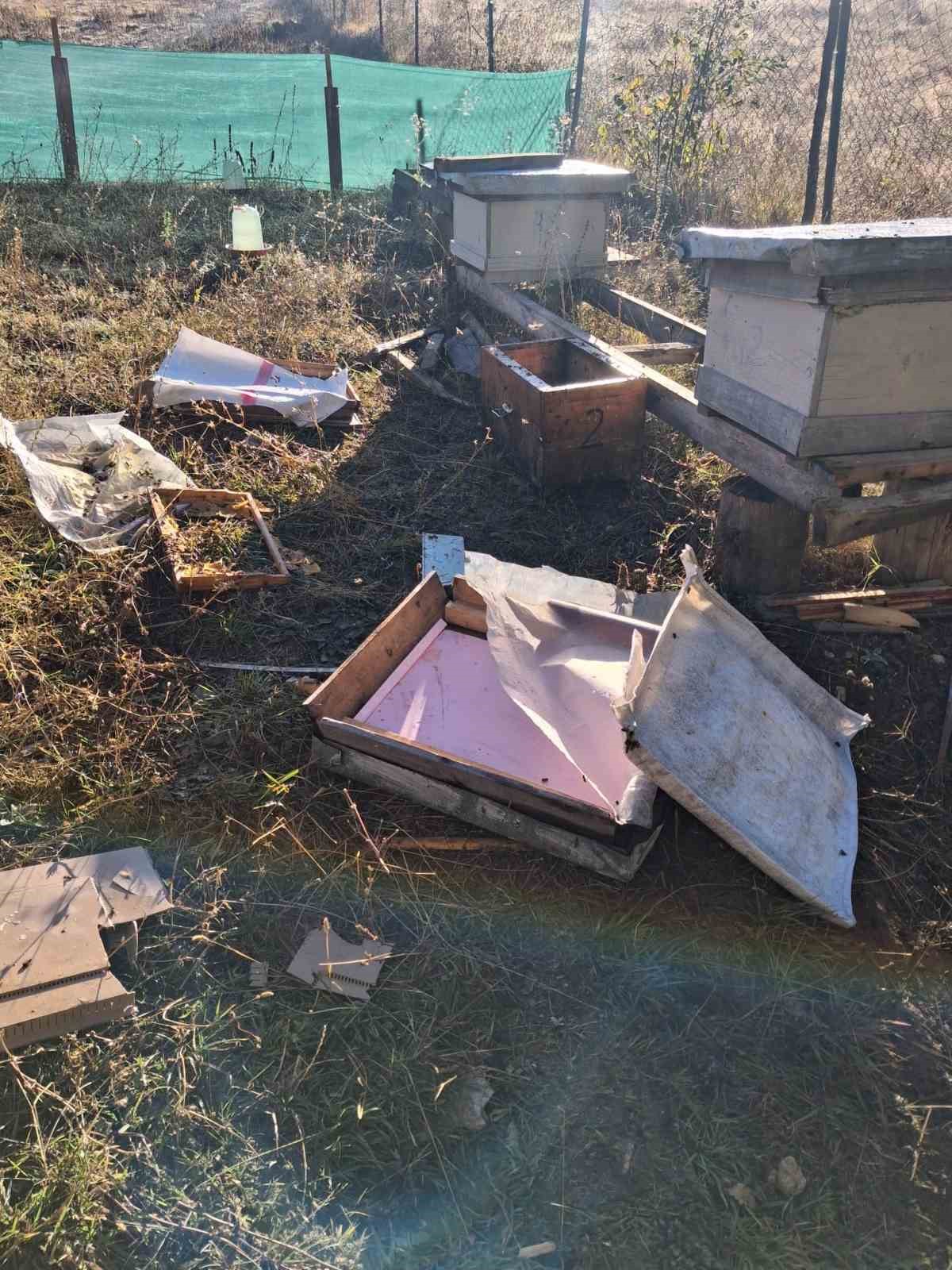 Bolu’da aç kalan ayı arı kovanlarını parçaladı